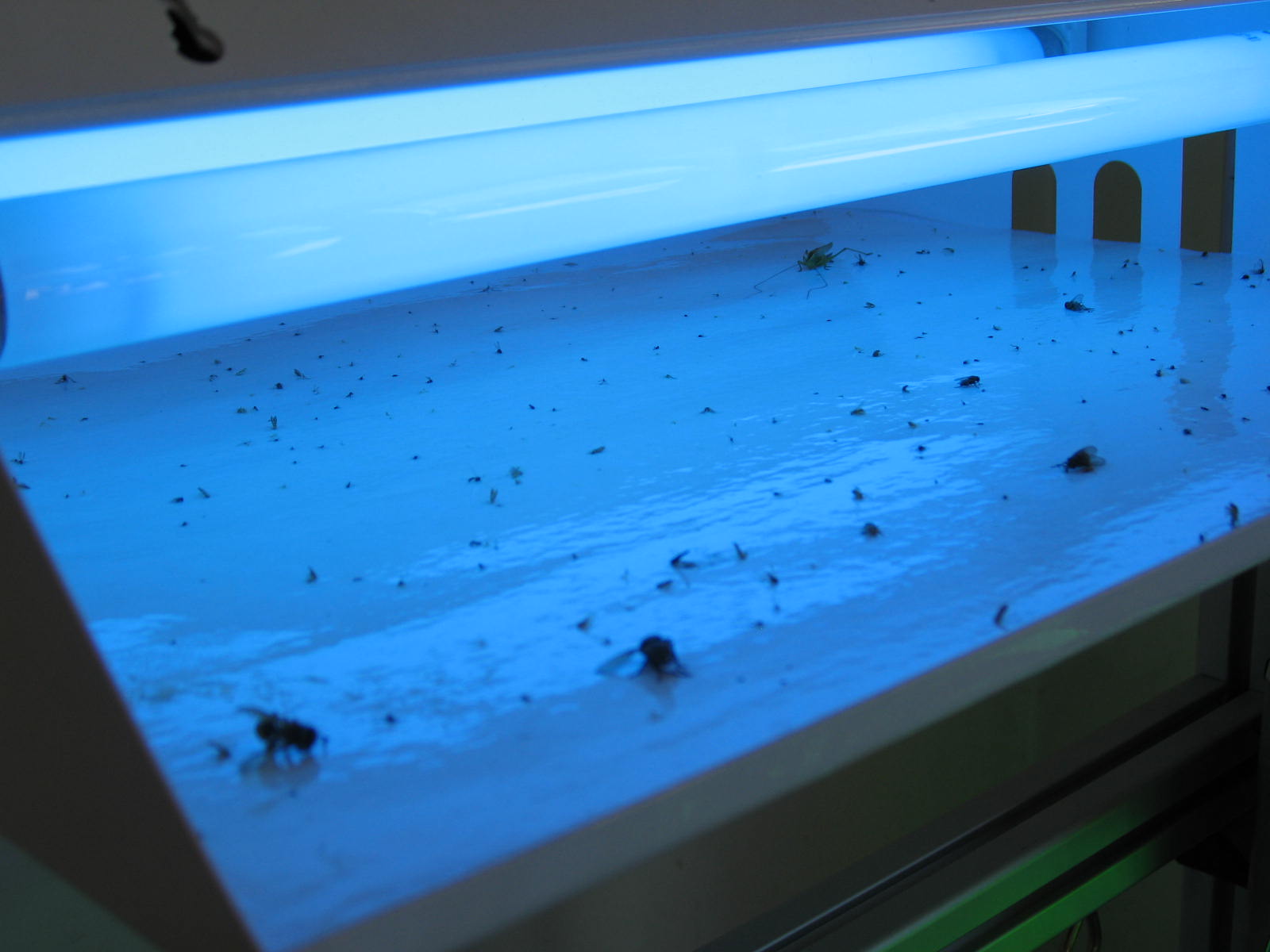 Glue board with insects