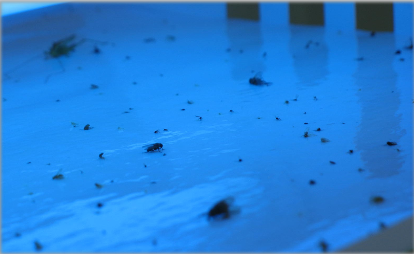 Replacement glue board for fly killer